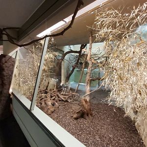 Giant anteater indoor enclosure - Exotarium