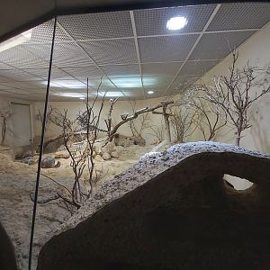Plains viscacha and burrowing owl exhibit - Exotarium