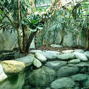 Yellow anaconda terrarium - Exotarium