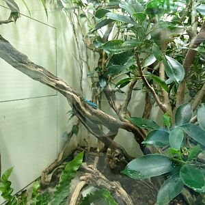 William's electric blue gecko terrarium - Exotarium