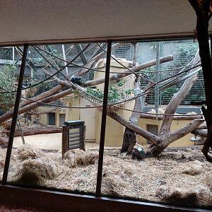 Western lowland gorilla indoor enclosure - Ape house