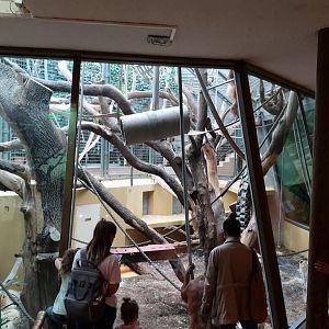 Sumatran orangutan indoor enclosure - Ape house