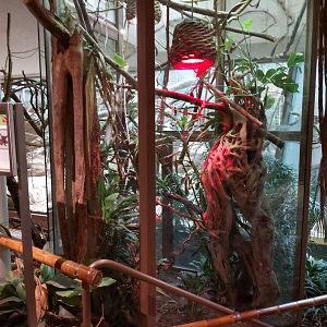 Western pygmy marmoset exhibit - Ape house