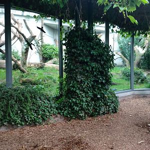 Western lowland gorilla outdoor enclosure