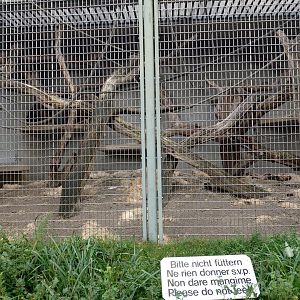 Sumatran orangutan outdated cage