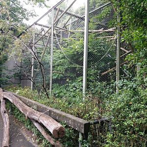 1 one of the pileated gibbon aviary