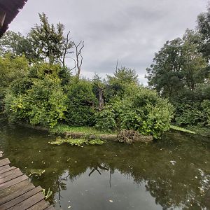 Bolivian squirrel monkey island