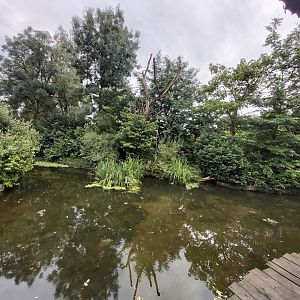 Bolivian squirrel monkey island