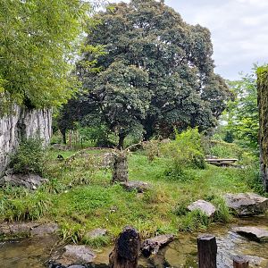 Andean bear enclosure