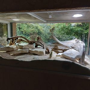 Geyr’s spiny-tailed lizard terrarium - Arabian oryx house