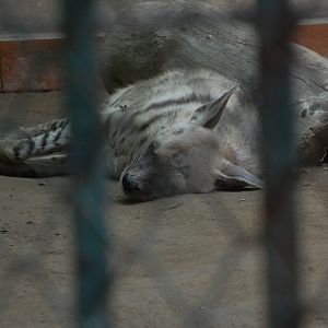 Striped hyeana - Lahore zoo 8/9/2021