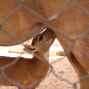 Nilgai calf feeding - Lahore zoo 8/9/2021