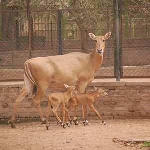 Nilgai cow and calves - Lahore zoo 8/9/2021