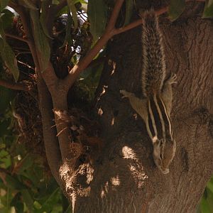 Wild northern-palm squirrel and nest - Lahore zoo 8/9/2021