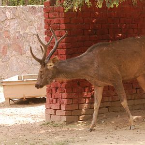 Sambar deer - Lahore zoo 8/9/2021