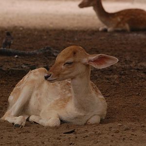 Fallow deer fawn - Lahore zoo 8/9/2021