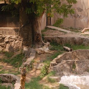 White tiger - Lahore zoo 8/9/2021