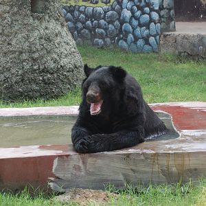Asiatic black bear - Lahore zoo 8/9/2021