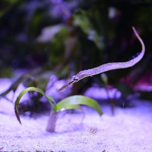 Pipefish ID