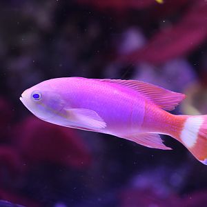 Painted anthias (Pseudanthias pictilis)