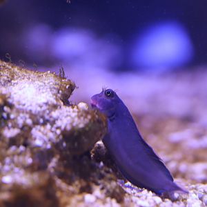 Redlip Blenny (Ophioblennius atlanticus)