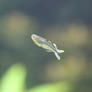 Forktail blue-eye (Pseudomugil furcatus)