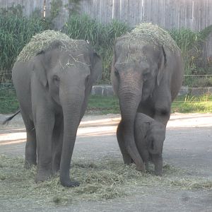 Asian Elephants.