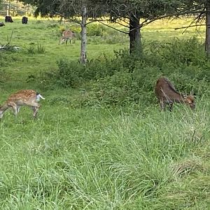 Sika Deer