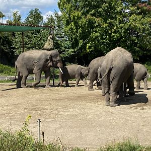Asian Elephants