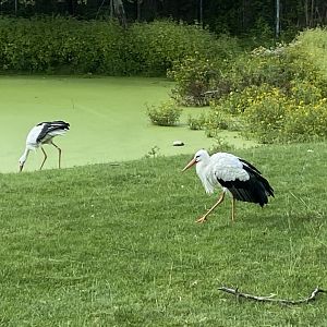 European White Stork