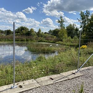 Whooping Crane Habitat