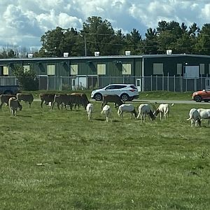 Common Eland, Scimitar-Horned Oryx and, Addax