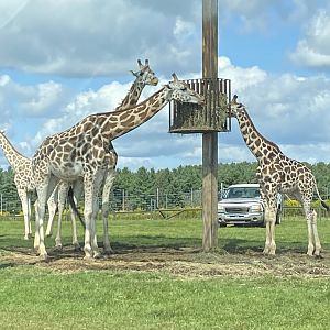 Rothschild’s Giraffes