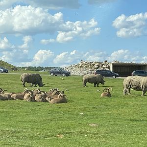 White Rhinos & Barbary Sheep