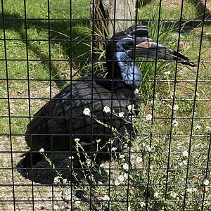 Abyssinian Ground Hornbill