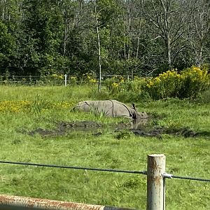 Greater One-Horned Rhino