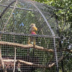 Central American Squirrel Monkey