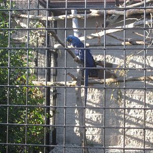 Hyacinth Macaw