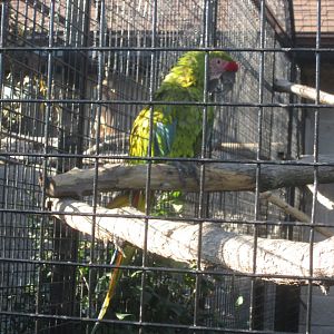 Buffon’s Macaw