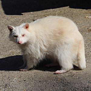 Northern Raccoon (Procyon lotor)