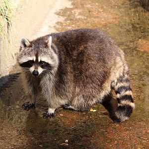 Northern Raccoon (Procyon lotor)