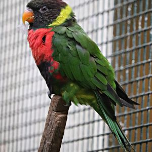 Mitchell's lorikeet (Trichoglossus forsteni mitchellii) - Pukara