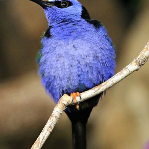 Red-legged honeycreeper (Cyanerpes cyaneus) - Kolibrihaus