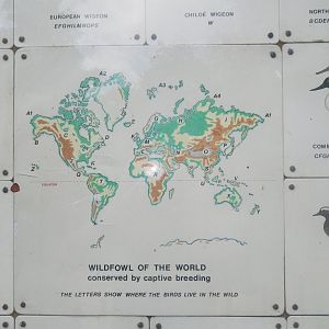 Waterbird species identification sign at Regents Park, London