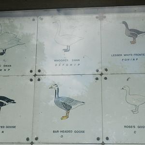 Waterbird species identification sign at Regents Park, London