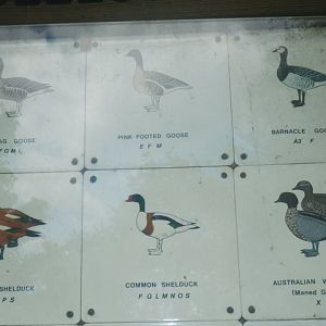 Waterbird species identification sign at Regents Park, London