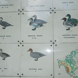 Waterbird species identification sign at Regents Park, London