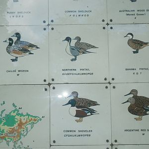 Waterbird species identification sign at Regents Park, London