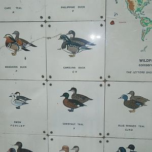 Waterbird species identification sign at Regents Park, London