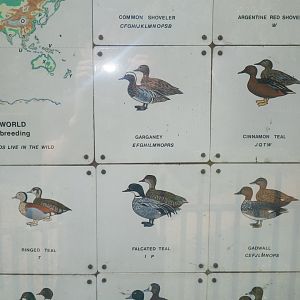 Waterbird species identification sign at Regents Park, London